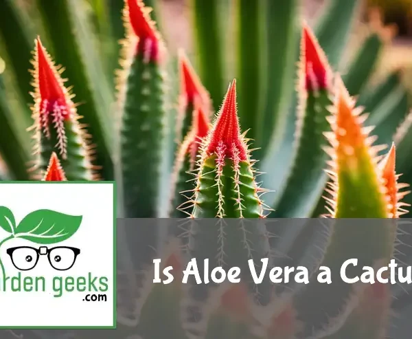 Aloe vera plant in focus with thick leaves, contrasted against blurred desert cacti in natural light.