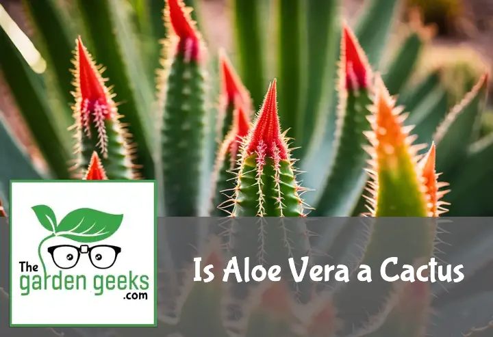 Is Aloe Vera a Cactus? Debunking the Myth