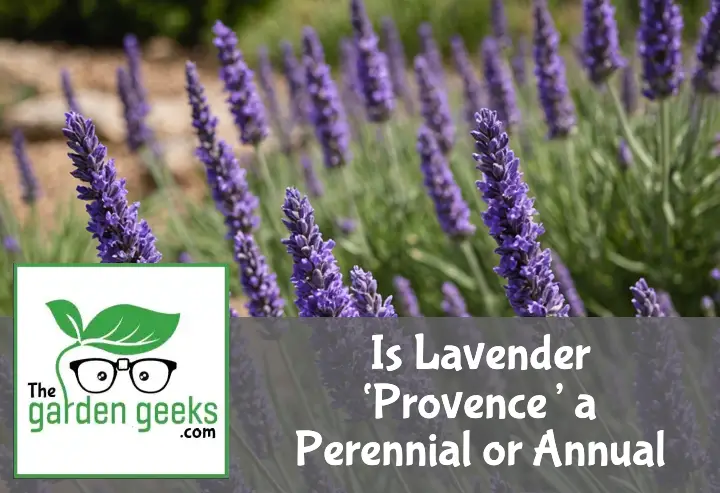 Is Lavender ‘Provence’ a Perennial or Annual?