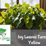 "Indoor ivy plant with yellowing leaves on a wooden table, next to a moisture meter and organic fertilizer."
