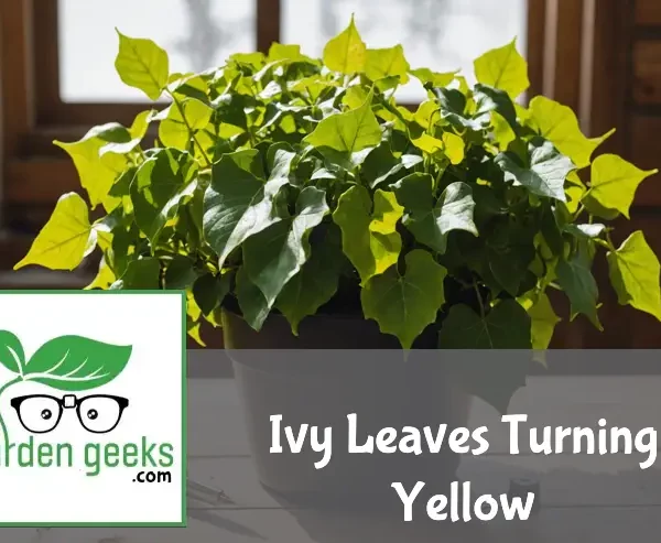 "Indoor ivy plant with yellowing leaves on a wooden table, next to a moisture meter and organic fertilizer."