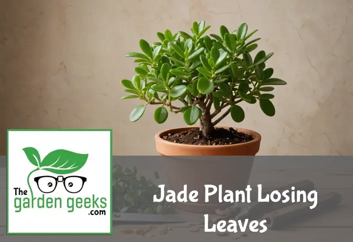 "Distressed jade plant in a terracotta pot on a wooden table, surrounded by fallen leaves and gardening tools."