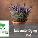 "A distressed lavender plant in a terracotta pot on a wooden surface, with yellowing leaves and drooping stems. Soil amendments, a watering can, and pruning shears are nearby."