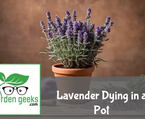 "A distressed lavender plant in a terracotta pot on a wooden surface, with yellowing leaves and drooping stems. Soil amendments, a watering can, and pruning shears are nearby."