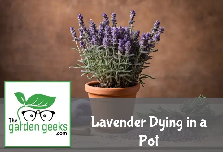 "A distressed lavender plant in a terracotta pot on a wooden surface, with yellowing leaves and drooping stems. Soil amendments, a watering can, and pruning shears are nearby."