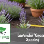 "Lavender 'Grosso' plant in a garden with a measuring tape showing the optimal spacing for growth."