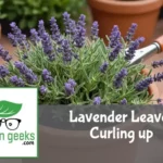"Close-up of a lavender plant with curling leaves in a terracotta pot, surrounded by gardening tools and organic pesticide."