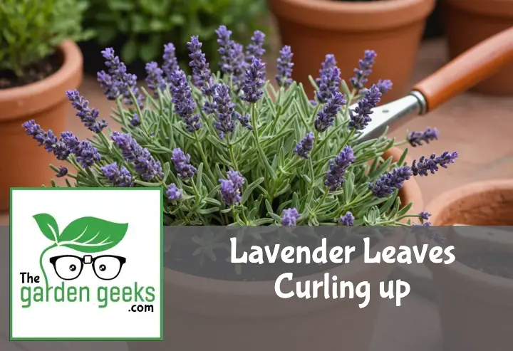 "Close-up of a lavender plant with curling leaves in a terracotta pot, surrounded by gardening tools and organic pesticide."