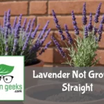 "Lavender plant with irregular growth leaning in a terracotta pot, surrounded by a level tool and stakes for correction."