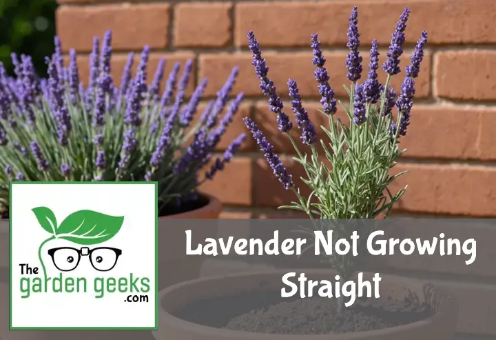 Lavender Not Growing Straight? (The Solution)