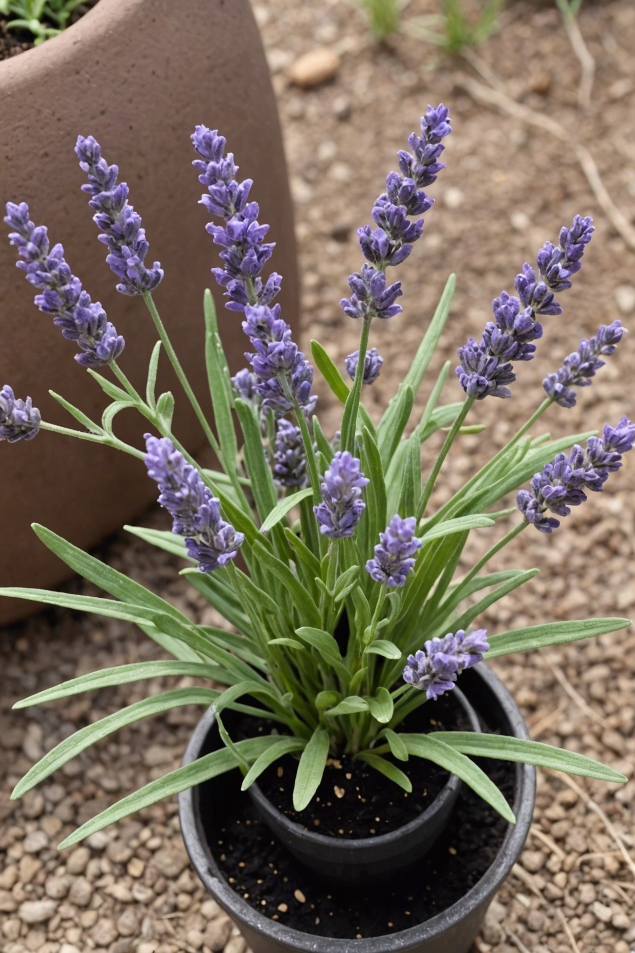 "Close-up of a nutrient-deficient 'Phenomenal' lavender plant with yellow leaves and weak stems, next to a soil test kit and organic fertilizer."