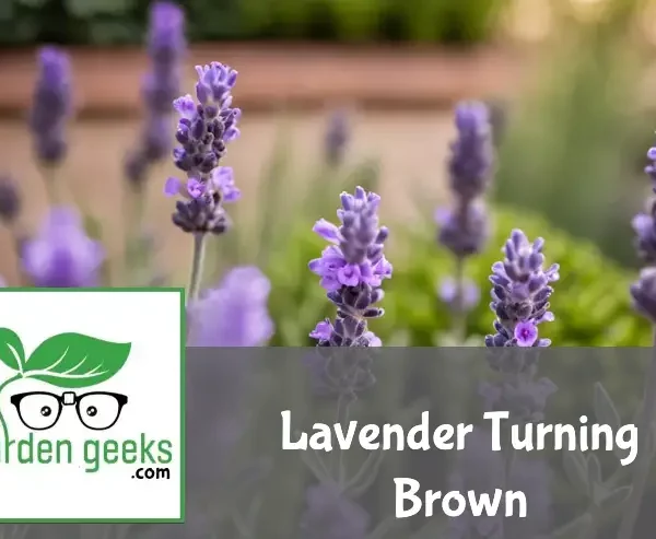 Lavender plant showing browning, with pruning shears, a watering can, and fertilizer pellets nearby.