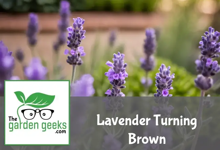 Lavender plant showing browning, with pruning shears, a watering can, and fertilizer pellets nearby.