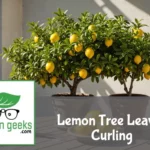 "A distressed potted lemon tree with curled, yellowed leaves on a patio table, next to a soil pH testing kit and citrus fertilizer."