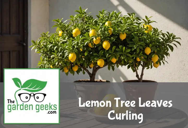 "A distressed potted lemon tree with curled, yellowed leaves on a patio table, next to a soil pH testing kit and citrus fertilizer."
