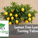 "A lemon tree in a terracotta pot with yellowing leaves, next to pruning shears and citrus fertilizer."