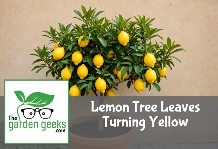 "A lemon tree in a terracotta pot with yellowing leaves, next to pruning shears and citrus fertilizer."