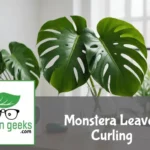"A distressed Monstera plant with curling leaves on a wooden table, next to a humidity meter and water spray bottle."