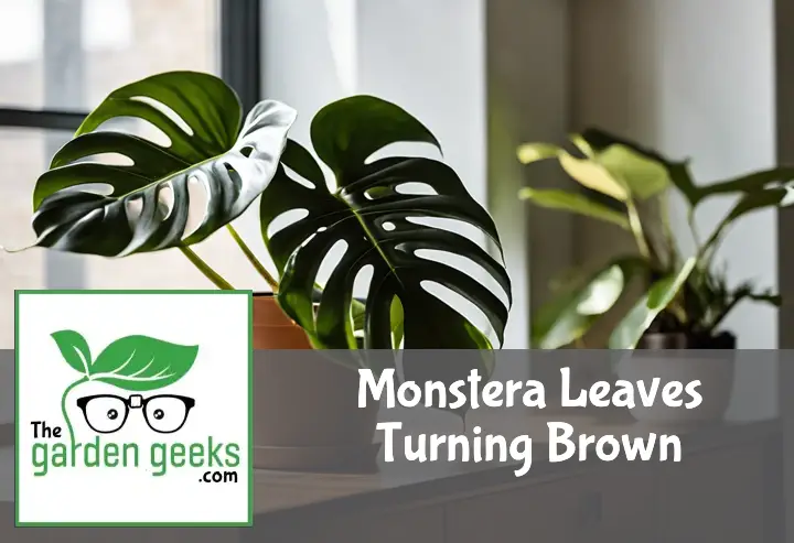 Monstera plant with brown leaves next to care items like a humidifier and fertilizer in a home setting.