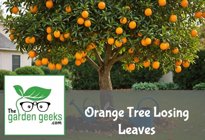 "Distressed orange tree with falling leaves in a sunny garden, with a watering can, fertilizer, and pruning shears nearby."