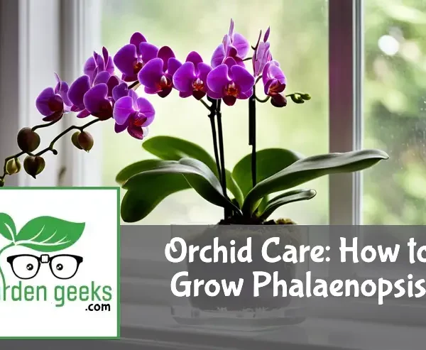 Phalaenopsis orchid with purple flowers in a transparent pot on a sill, with a humidity tray and misting bottle nearby.