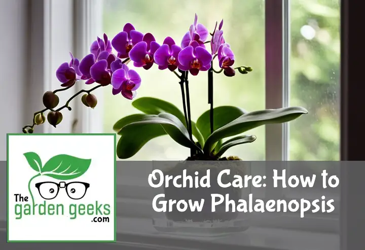 Phalaenopsis orchid with purple flowers in a transparent pot on a sill, with a humidity tray and misting bottle nearby.