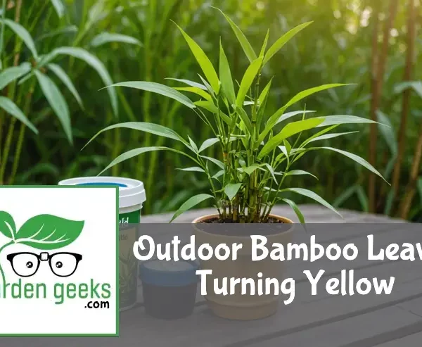 "A potted bamboo plant with yellowing leaves on a wooden surface outdoors, next to a bottle of bamboo fertilizer and a moisture meter."