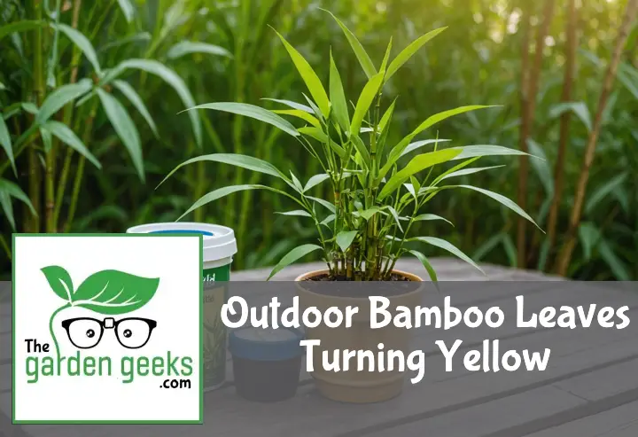 Outdoor Bamboo Leaves Turning Yellow? (How to Save it)