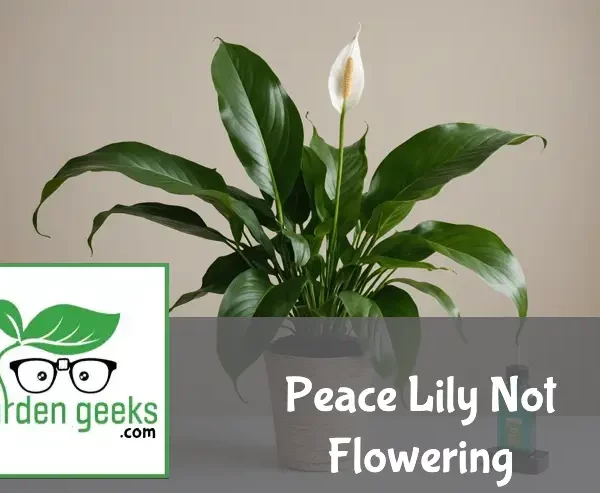 "A healthy peace lily plant with no blooms indoors, surrounded by a bottle of fertilizer, a moisture meter, and indirect light."