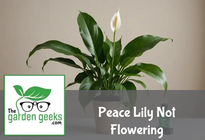 "A healthy peace lily plant with no blooms indoors, surrounded by a bottle of fertilizer, a moisture meter, and indirect light."