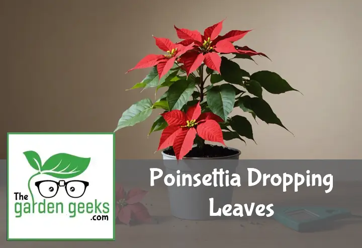 "Poinsettia plant with fallen leaves on a wooden table, surrounded by gardening tools, a moisture meter, and fertilizer."