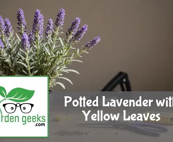 "A potted lavender plant with yellow leaves on a wooden table, surrounded by a moisture meter, plant food, and pruning shears."