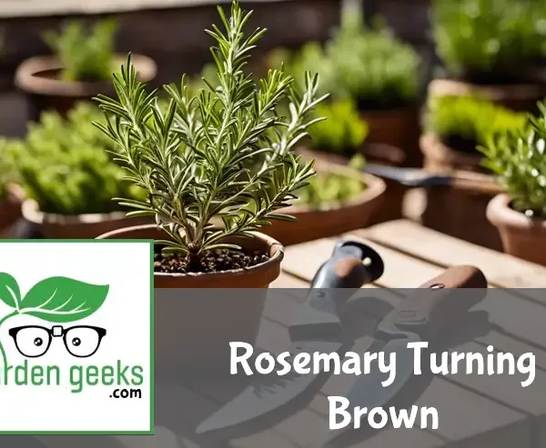 Rosemary plant with brown patches on leaves, beside pruning shears and organic fungicide on a garden table.