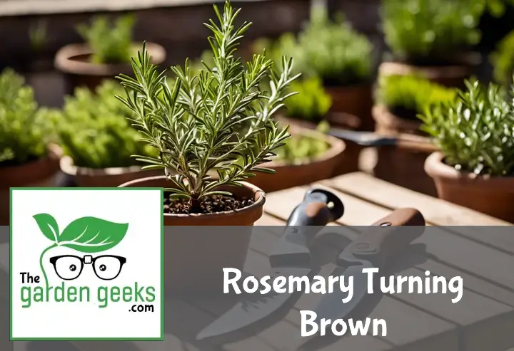 Rosemary plant with brown patches on leaves, beside pruning shears and organic fungicide on a garden table.