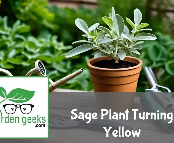 Sage plant with yellowing leaves in a clay pot, surrounded by gardening tools and organic fertilizer on a wooden table.