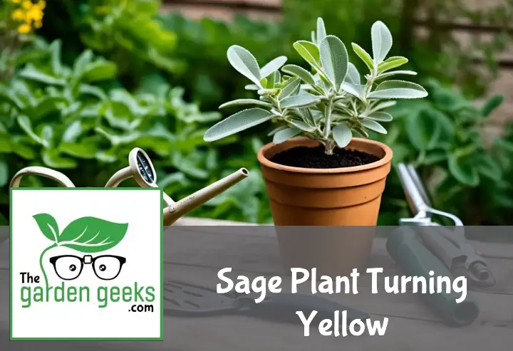 Sage plant with yellowing leaves in a clay pot, surrounded by gardening tools and organic fertilizer on a wooden table.