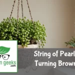 "Hanging String of Pearls plant with contrasting healthy green and brown shriveled pearls, alongside a moisture meter, fertilizer, and pruning shears."
