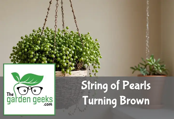 "Hanging String of Pearls plant with contrasting healthy green and brown shriveled pearls, alongside a moisture meter, fertilizer, and pruning shears."