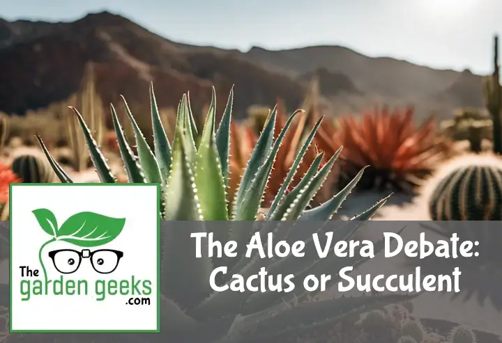 Aloe Vera plant in focus, surrounded by cacti and succulents, showcasing its thick leaves and desert habitat.
