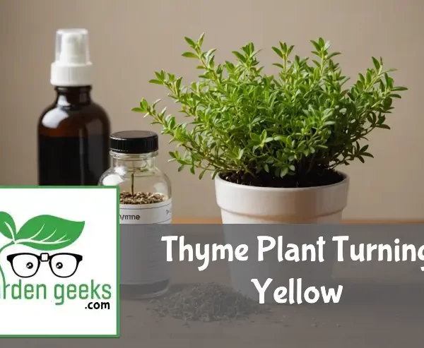 "Thyme plant with yellow and green leaves in a ceramic pot on a wooden table, next to a pH tester and organic fertilizer bottle."