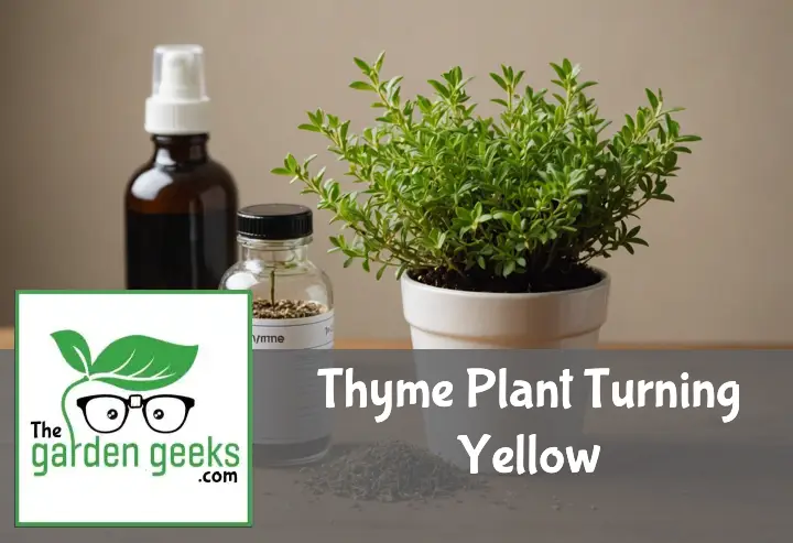 Thyme Plant Turning Yellow? (How to Solve it)