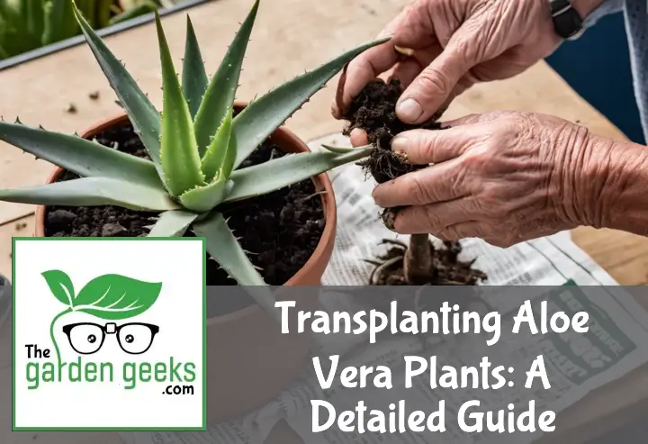 Transplanting Aloe Vera Plants: A Detailed Guide