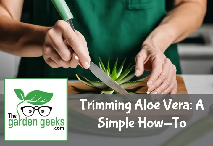 Trimming Aloe Vera: A Simple How-To