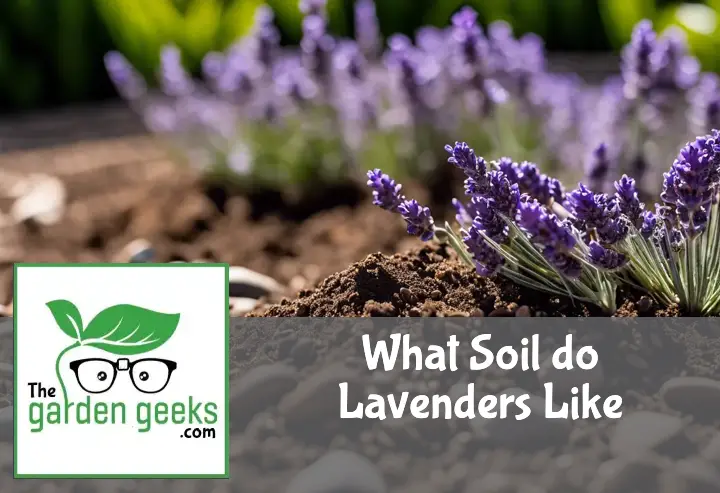 What Soil do Lavenders Like?