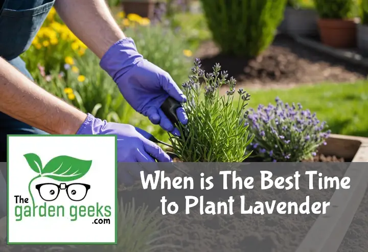 When is The Best Time to Plant Lavender?