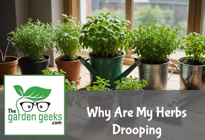Why Are My Herbs Drooping? (The Solution)