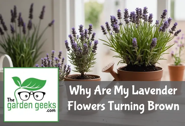 Why Are My Lavender Flowers Turning Brown? (3 Solutions)