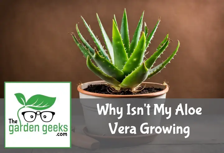 Why Isn’t My Aloe Vera Growing? Common Problems and Solutions