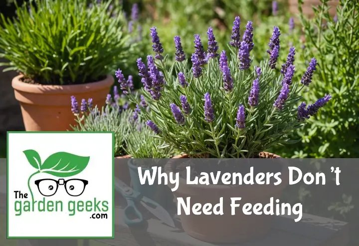 Why Lavenders Don’t Need Feeding