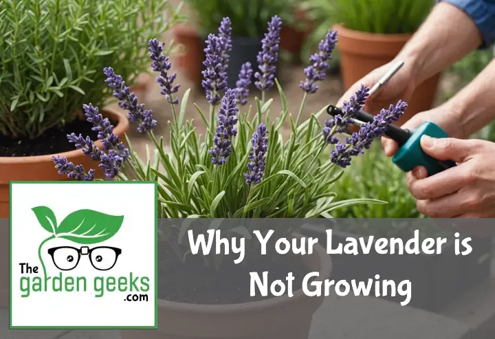 Why Your Lavender is Not Growing (5 Reasons)